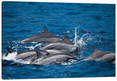 Spinner Dolphins, Stenella Longirostris, Surface For Air Off The Island Of Lanai, Hawaii Canvas Art Print - Dolphin Art
