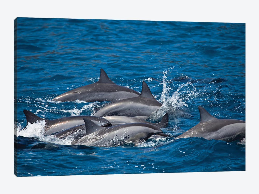 Spinner Dolphins, Stenella Longirostris, Surface For Air Off The Island Of Lanai, Hawaii by David Fleetham 1-piece Canvas Print