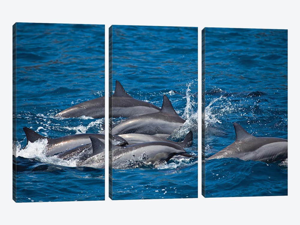 Spinner Dolphins, Stenella Longirostris, Surface For Air Off The Island Of Lanai, Hawaii by David Fleetham 3-piece Canvas Print