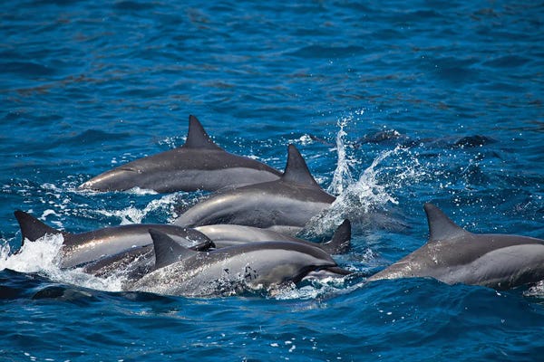 David Fleetham: Spinner Dolphins, Stenella Longirostris, Surface For Air Off The Island Of Lanai, Hawaii by David Fleetham