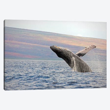 Breaching Humpback Whale Near Hawaii Canvas Print #DFH19} by David Fleetham Canvas Art