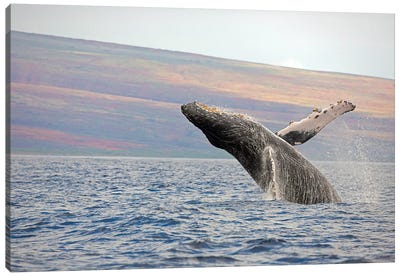 Breaching Humpback Whale Near Hawaii Canvas Art Print - David Fleetham