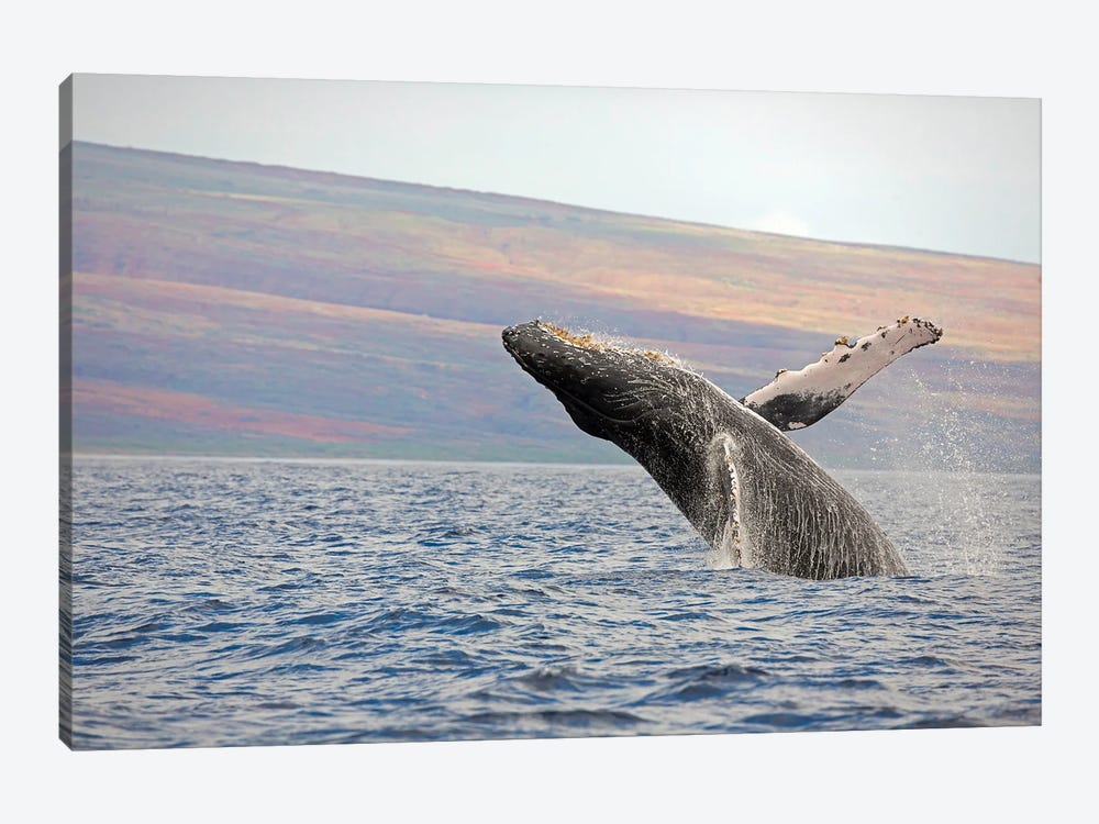 Breaching Humpback Whale Near Hawaii by David Fleetham 1-piece Canvas Artwork
