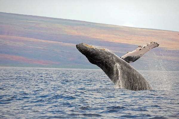 David Fleetham: Breaching Humpback Whale Near Hawaii by David Fleetham