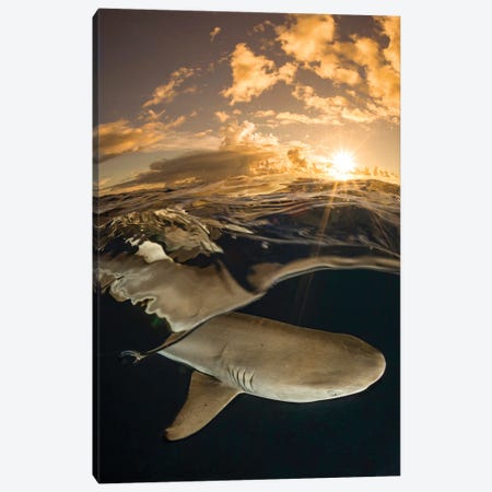 A Blacktip Reef Shark At Sunset Off The Island Of Yap, Micronesia Canvas Print #DFH1} by David Fleetham Canvas Art
