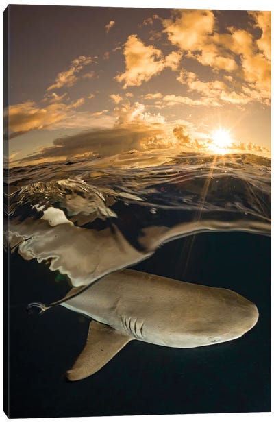 A Blacktip Reef Shark At Sunset Off The Island Of Yap, Micronesia Canvas Art Print - Micronesia