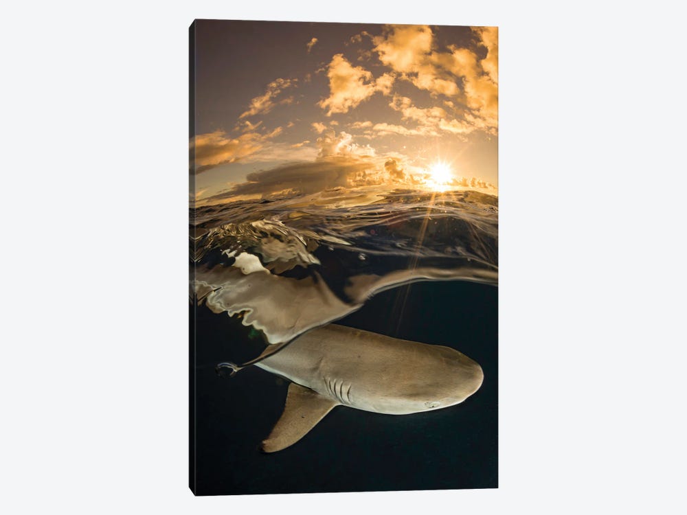 A Blacktip Reef Shark At Sunset Off The Island Of Yap, Micronesia by David Fleetham 1-piece Canvas Artwork
