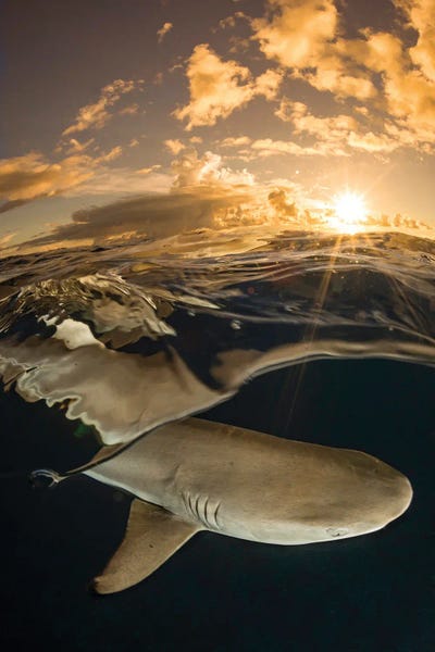 David Fleetham: A Blacktip Reef Shark At Sunset Off The Island Of Yap, Micronesia by David Fleetham