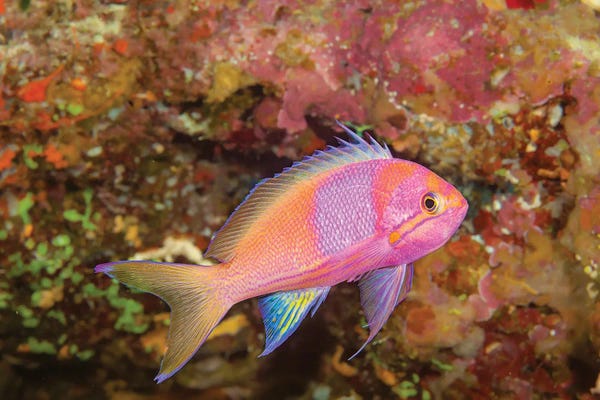 David Fleetham: Squarespot Anthias Or Basslet, Pseudanthias Pleurotaenia, Fiji by David Fleetham