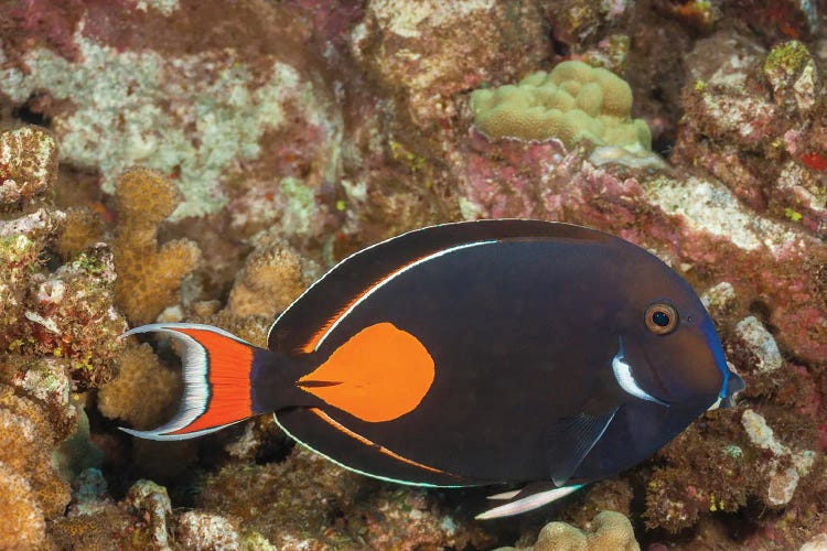 The Achilles Tang, Acanthurus Achilles, Reaches 10 Inches In Length, Hawaii