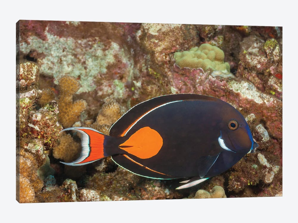 The Achilles Tang, Acanthurus Achilles, Reaches 10 Inches In Length, Hawaii by David Fleetham 1-piece Canvas Print