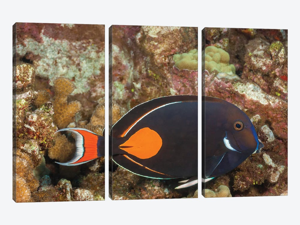 The Achilles Tang, Acanthurus Achilles, Reaches 10 Inches In Length, Hawaii by David Fleetham 3-piece Art Print