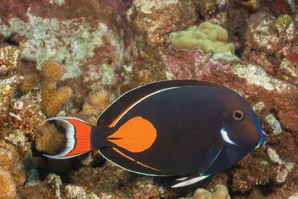 David Fleetham: The Achilles Tang, Acanthurus Achilles, Reaches 10 Inches In Length, Hawaii by David Fleetham