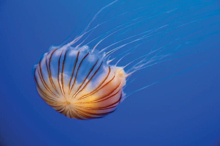 The Compass Jellyfish (Chrysaora Hysoscella)