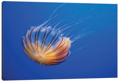 The Compass Jellyfish (Chrysaora Hysoscella) Canvas Art Print - Underwater Art