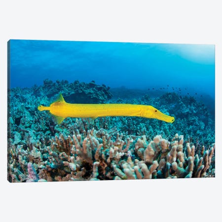 The Dots On This Yellow Trumpetfish, Aulostomus Chinensis, Are Parasitic Copepods, Hawaii Canvas Print #DFH204} by David Fleetham Canvas Print