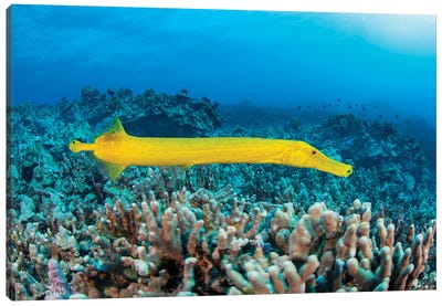 The Dots On This Yellow Trumpetfish, Aulostomus Chinensis, Are Parasitic Copepods, Hawaii Canvas Art Print - David Fleetham