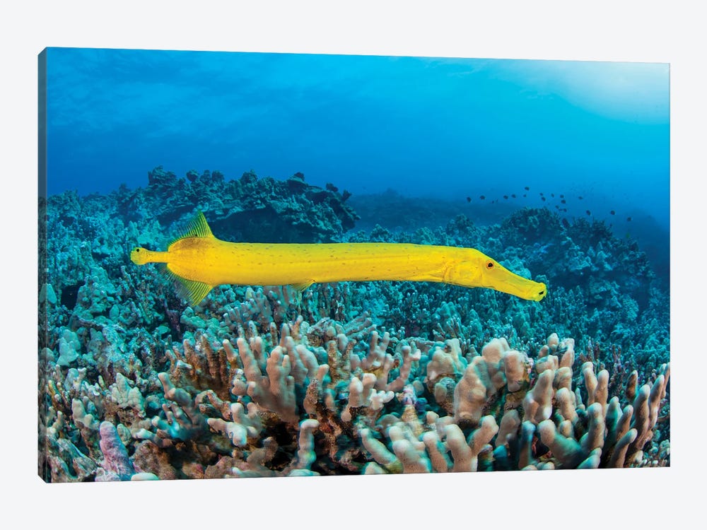 The Dots On This Yellow Trumpetfish, Aulostomus Chinensis, Are Parasitic Copepods, Hawaii by David Fleetham 1-piece Canvas Print