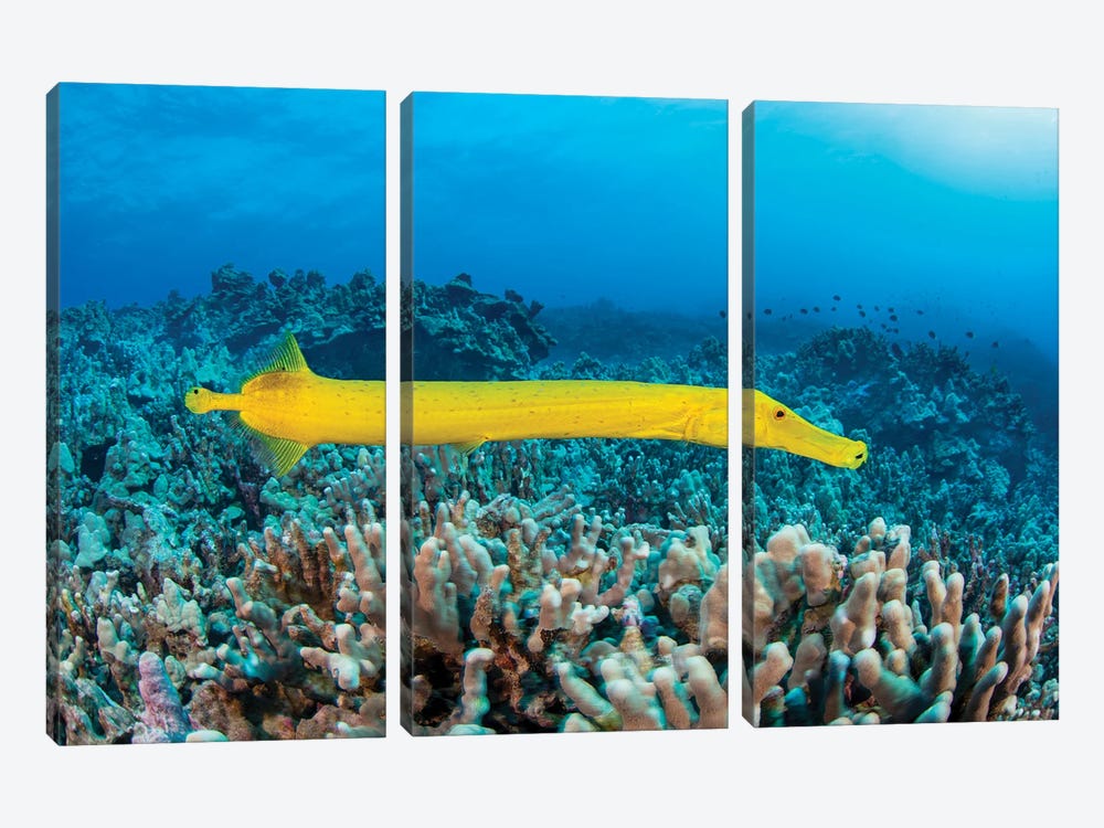 The Dots On This Yellow Trumpetfish, Aulostomus Chinensis, Are Parasitic Copepods, Hawaii by David Fleetham 3-piece Canvas Art Print