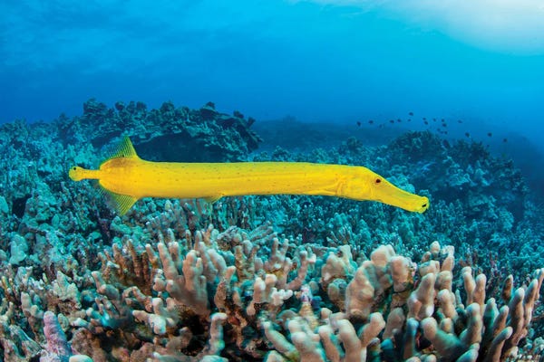 David Fleetham: The Dots On This Yellow Trumpetfish, Aulostomus Chinensis, Are Parasitic Copepods, Hawaii by David Fleetham