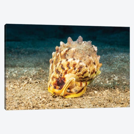 The Eyes And Antenna Stalks Of A Horned Helmet Shell, Cassis Cornuta, Peering Out Of Its Shell, Hawaii Canvas Print #DFH205} by David Fleetham Canvas Art Print