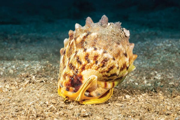 David Fleetham: The Eyes And Antenna Stalks Of A Horned Helmet Shell, Cassis Cornuta, Peering Out Of Its Shell, Hawaii by David Fleetham