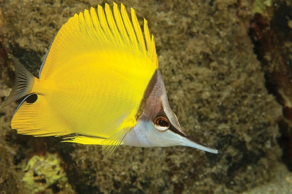 David Fleetham: The Forcepsfish Or Longnose Butterflyfish, Forcipiger Flavissimus, Hawaii I by David Fleetham