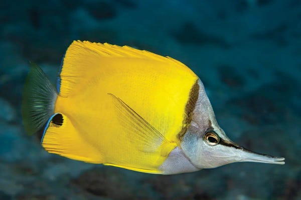 David Fleetham: The Forcepsfish Or Longnose Butterflyfish, Forcipiger Flavissimus, Hawaii II by David Fleetham
