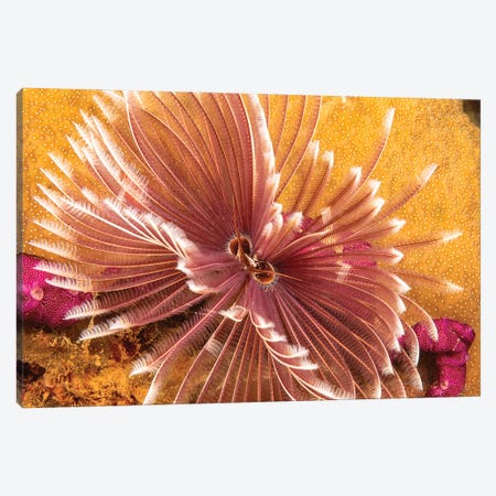 The Indian Feather Duster Worm, Sabellastarte Indica, Yap, Micronesia Canvas Print #DFH208} by David Fleetham Canvas Wall Art