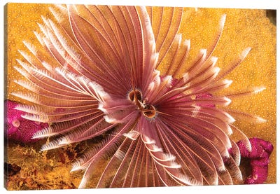 The Indian Feather Duster Worm, Sabellastarte Indica, Yap, Micronesia Canvas Art Print - Micronesia