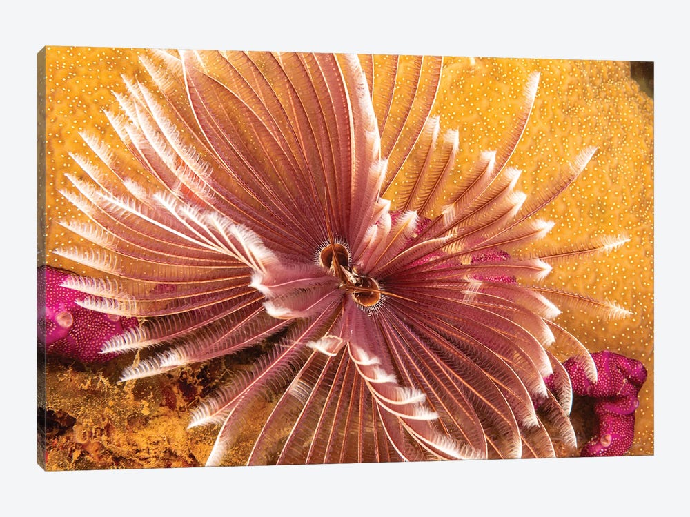 The Indian Feather Duster Worm, Sabellastarte Indica, Yap, Micronesia by David Fleetham 1-piece Art Print