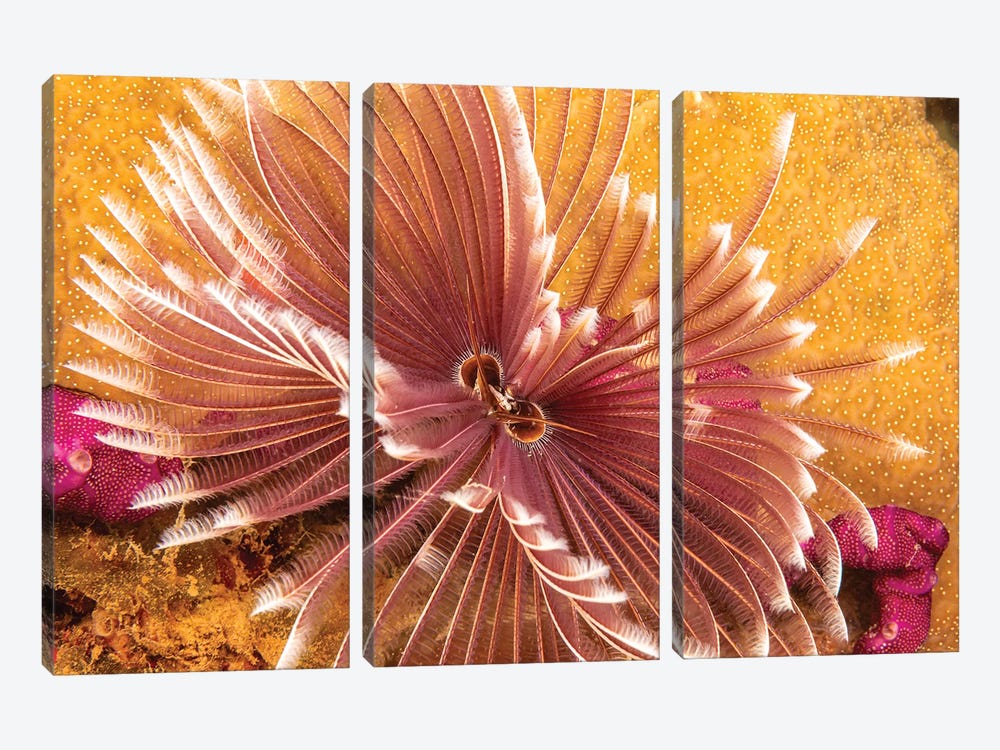 The Indian Feather Duster Worm, Sabellastarte Indica, Yap, Micronesia by David Fleetham 3-piece Art Print