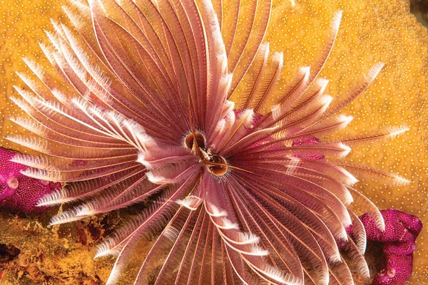 David Fleetham: The Indian Feather Duster Worm, Sabellastarte Indica, Yap, Micronesia by David Fleetham