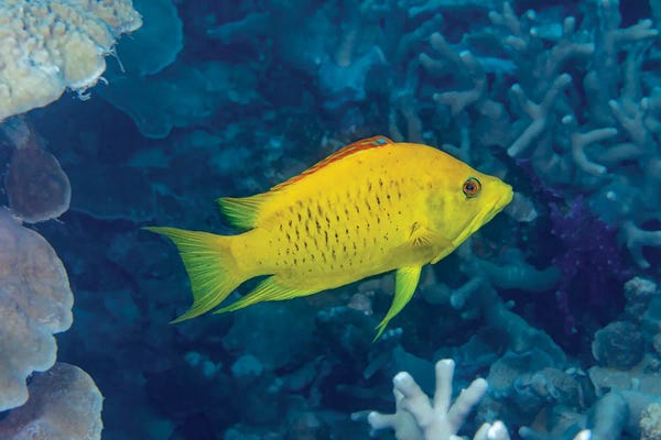 Micronesia: The Initial Female Yellow Phase Of A Slingjaw Wrasse, Epibulus Insidiator, Yap, Micronesia by David Fleetham