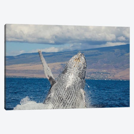 Breaching Humpback Whale Off The Coast Of Hawaii I Canvas Print #DFH20} by David Fleetham Canvas Art Print