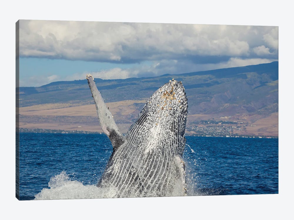 Breaching Humpback Whale Off The Coast Of Hawaii I by David Fleetham 1-piece Canvas Art