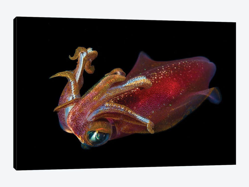 The Male Oval Squid, Sepioteuthis Lessoniana, Hawaii by David Fleetham 1-piece Canvas Art