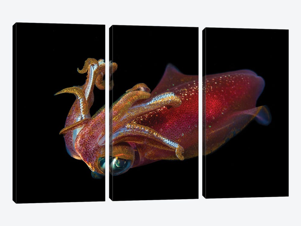 The Male Oval Squid, Sepioteuthis Lessoniana, Hawaii by David Fleetham 3-piece Canvas Wall Art