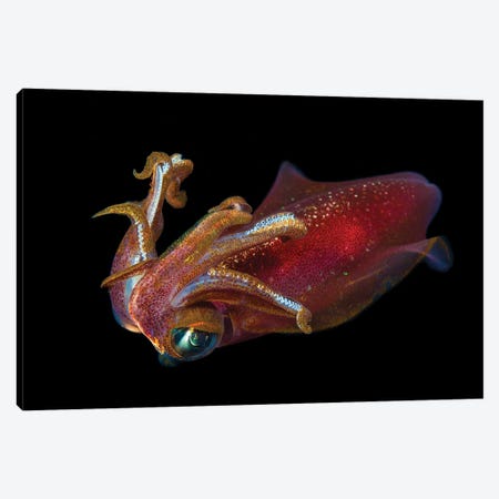 The Male Oval Squid, Sepioteuthis Lessoniana, Hawaii Canvas Print #DFH210} by David Fleetham Art Print