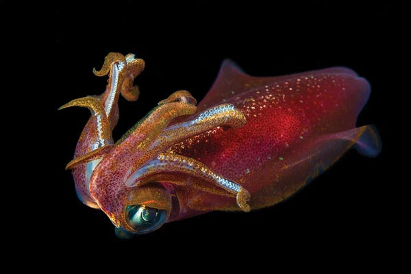 David Fleetham: The Male Oval Squid, Sepioteuthis Lessoniana, Hawaii by David Fleetham