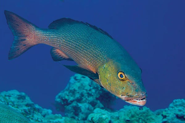 David Fleetham: The Red Snapper, Lutjanus Bohar, Is An Impressive Predator, Yap, Micronesia by David Fleetham