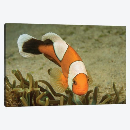 The Saddleback Clownfish, Amphiprion Polymnus, Forms A Symbiotic Mutualism With Sea Anemones Canvas Print #DFH212} by David Fleetham Canvas Print
