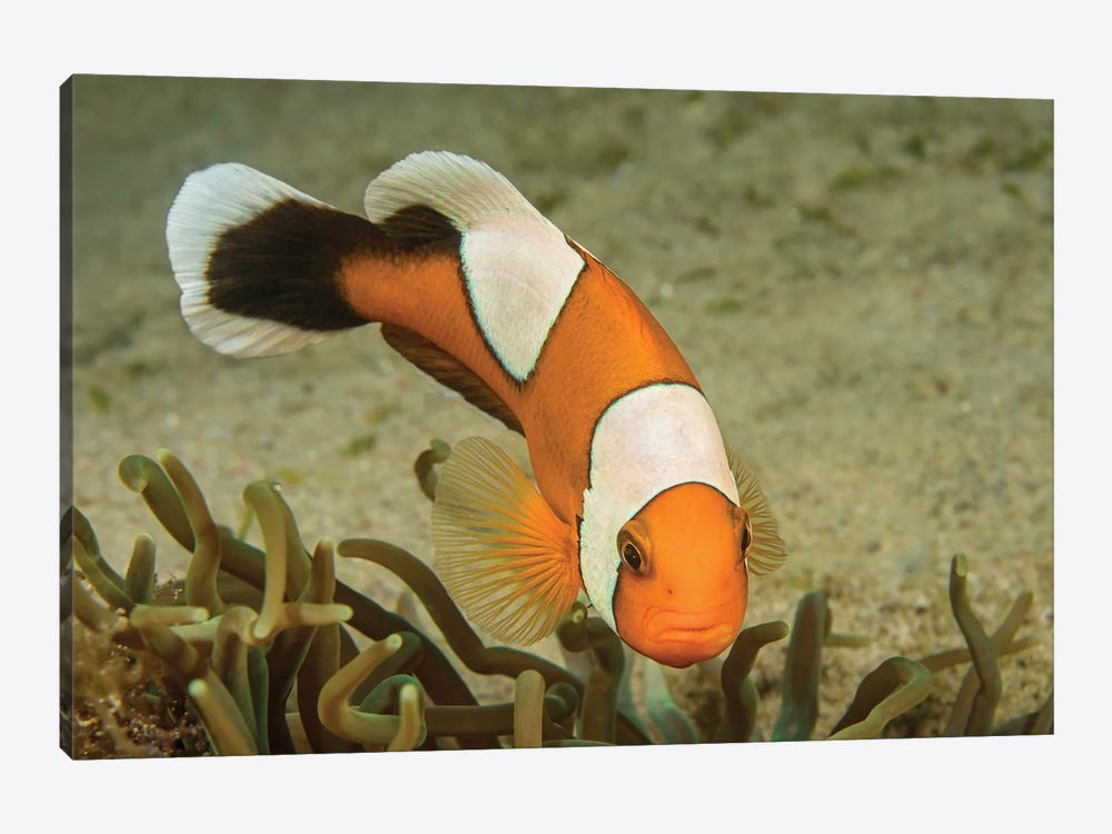 The Saddleback Clownfish, Amphiprion Polymnus, Forms A Symbiotic Mutualism With Sea Anemones by David Fleetham 1-piece Canvas Art