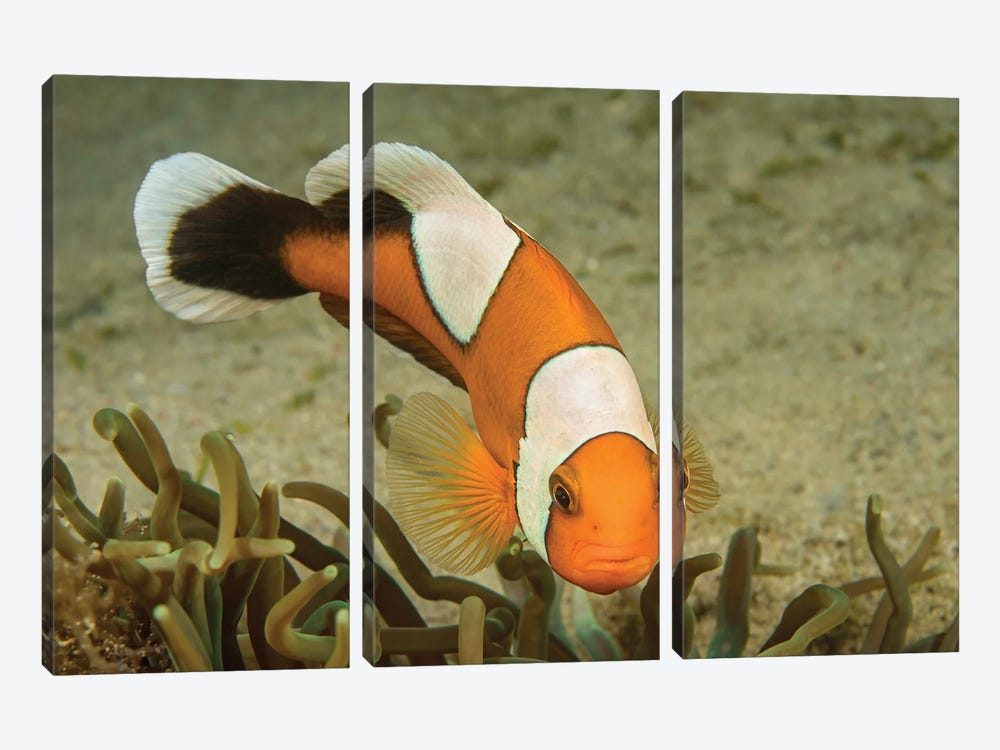 The Saddleback Clownfish, Amphiprion Polymnus, Forms A Symbiotic Mutualism With Sea Anemones by David Fleetham 3-piece Canvas Wall Art
