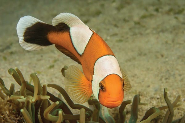 David Fleetham: The Saddleback Clownfish, Amphiprion Polymnus, Forms A Symbiotic Mutualism With Sea Anemones by David Fleetham