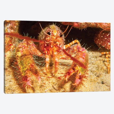 The Shell Of This Hawaiian Reef Lobster, Enoplometopus Occidentalis, Is Covered In Algae And Parasitic Barnacles Canvas Print #DFH213} by David Fleetham Canvas Art Print