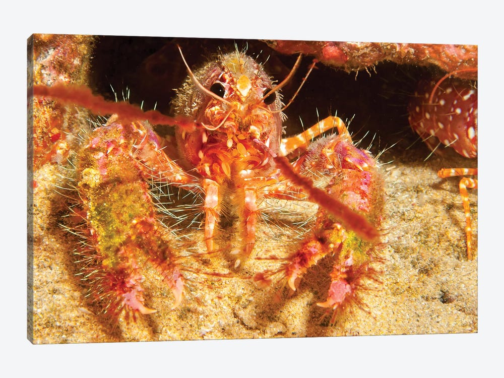The Shell Of This Hawaiian Reef Lobster, Enoplometopus Occidentalis, Is Covered In Algae And Parasitic Barnacles by David Fleetham 1-piece Canvas Print