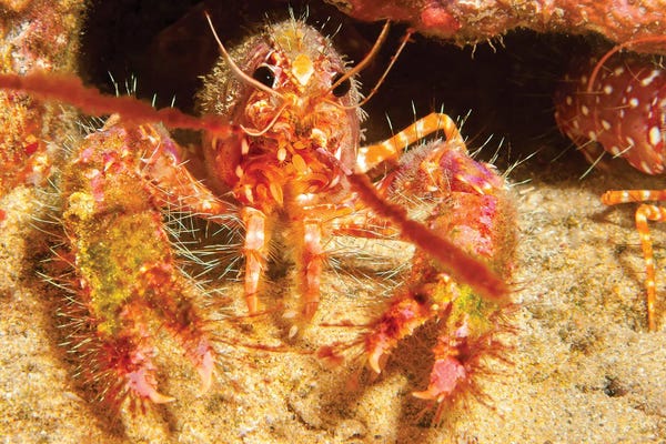 David Fleetham: The Shell Of This Hawaiian Reef Lobster, Enoplometopus Occidentalis, Is Covered In Algae And Parasitic Barnacles by David Fleetham