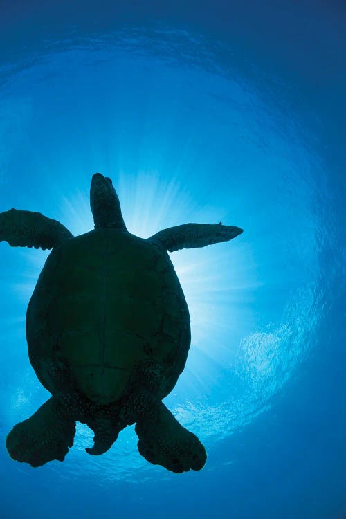 The Silhouette Of A Large Female Green Sea Turtle, Chelonia Mydas, Passes Overhead