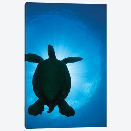 The Silhouette Of A Large Female Green Sea Turtle, Chelonia Mydas, Passes Overhead Canvas Print #DFH214} by David Fleetham Canvas Wall Art